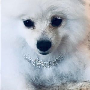 One of a kind puppy collar